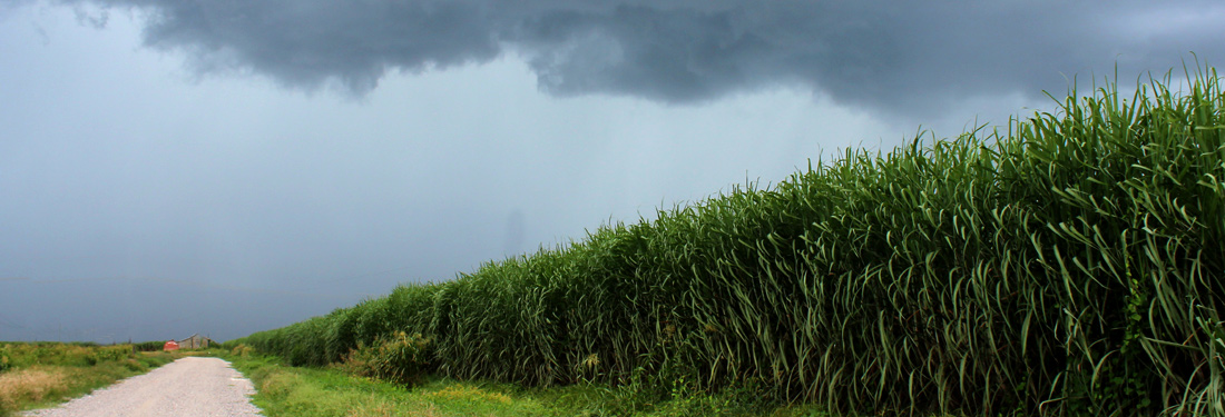 louisiana sugar plantation tours